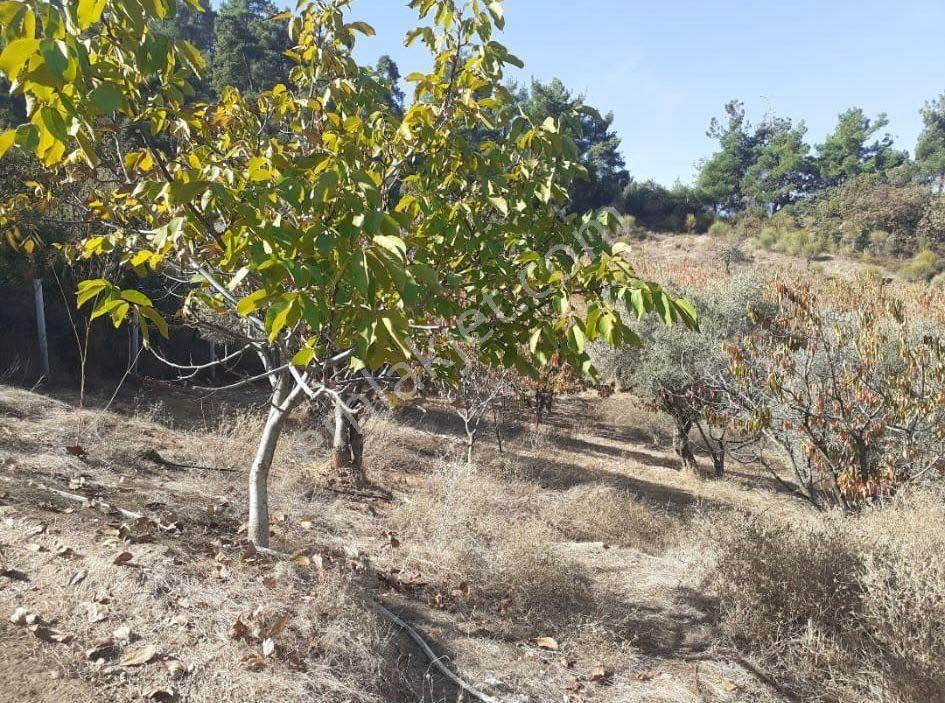 Turgutlu Satılık Bozkır Mah 5110m2 Bağ İçinde 50 Adet Meyve Ağaçları Ve 2+1 Ev Var - Görsel 3