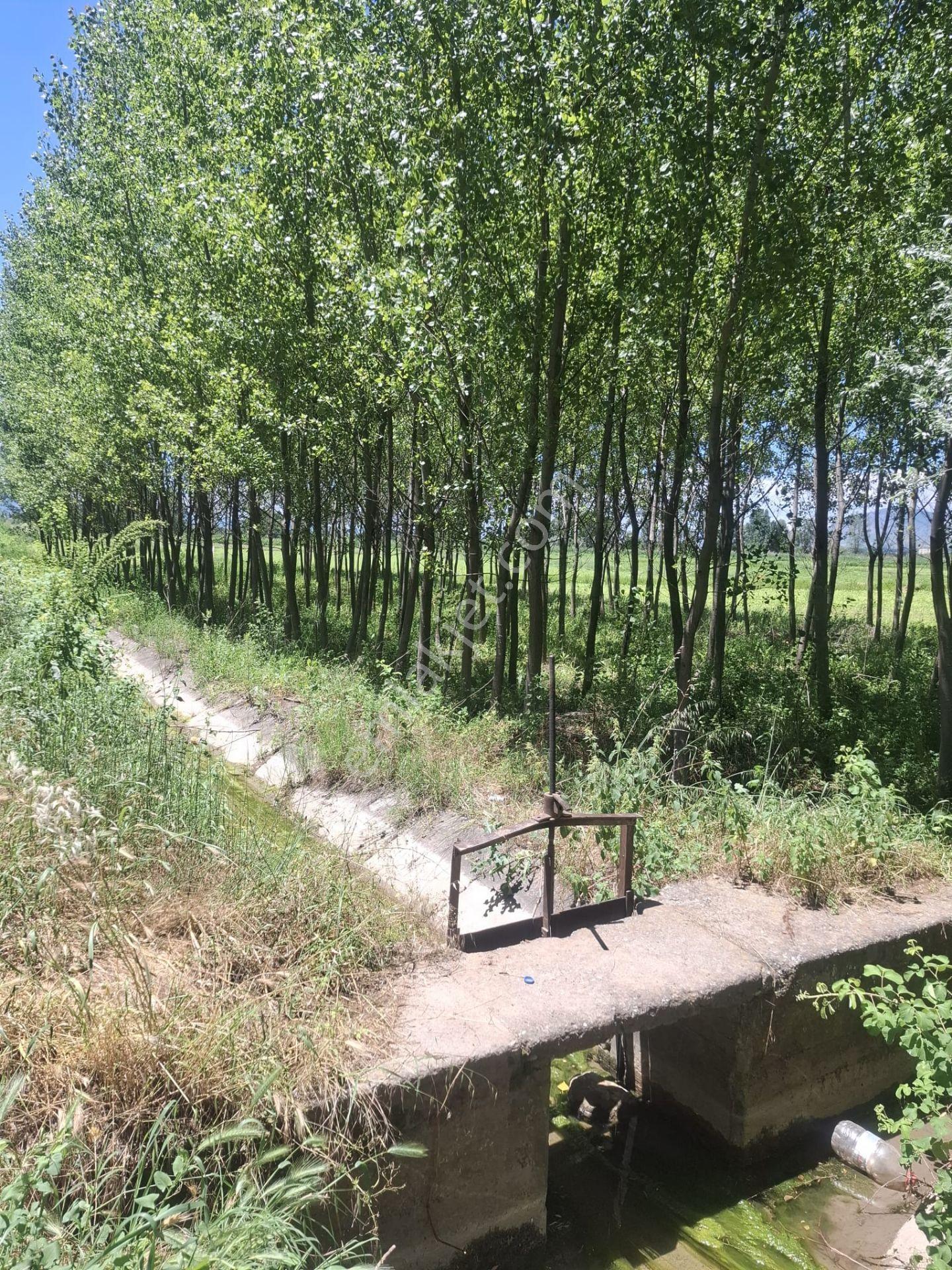 Yankıdan Pazar Kanlıgöl Mevkiğinde 400 Ad.1.130 M2 Kavaklı Tarla