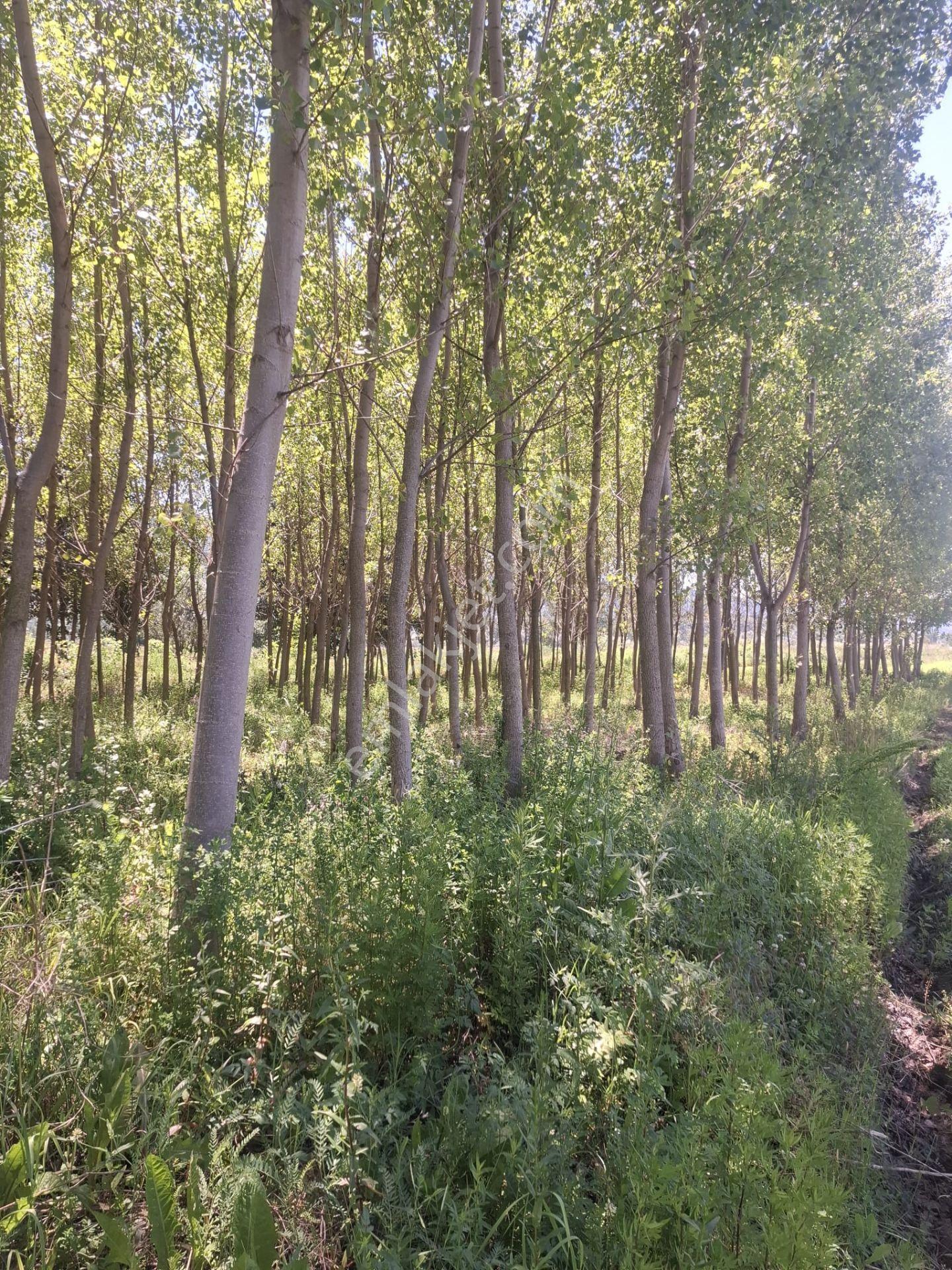 Yankıdan Pazar Kanlıgöl Mevkiğinde 400 Ad.1.130 M2 Kavaklı Tarla - Görsel 7