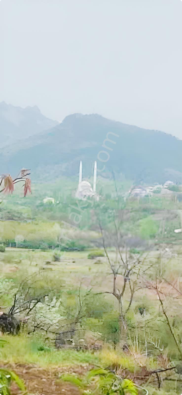 Ulukışla Porsuk Köyünde 7.000 M Tektapu Ceviz Ve Kiraz Bahçesi - Görsel 7