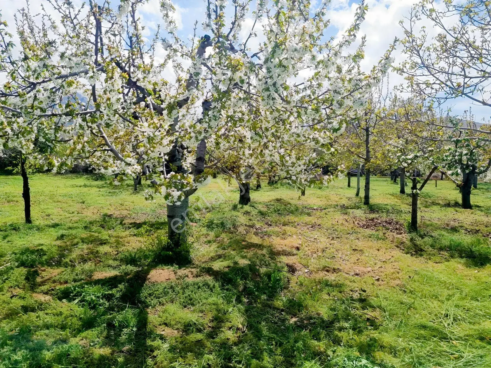 Ulukışla Porsuk Köyünde 7.000 M Tektapu Ceviz Ve Kiraz Bahçesi