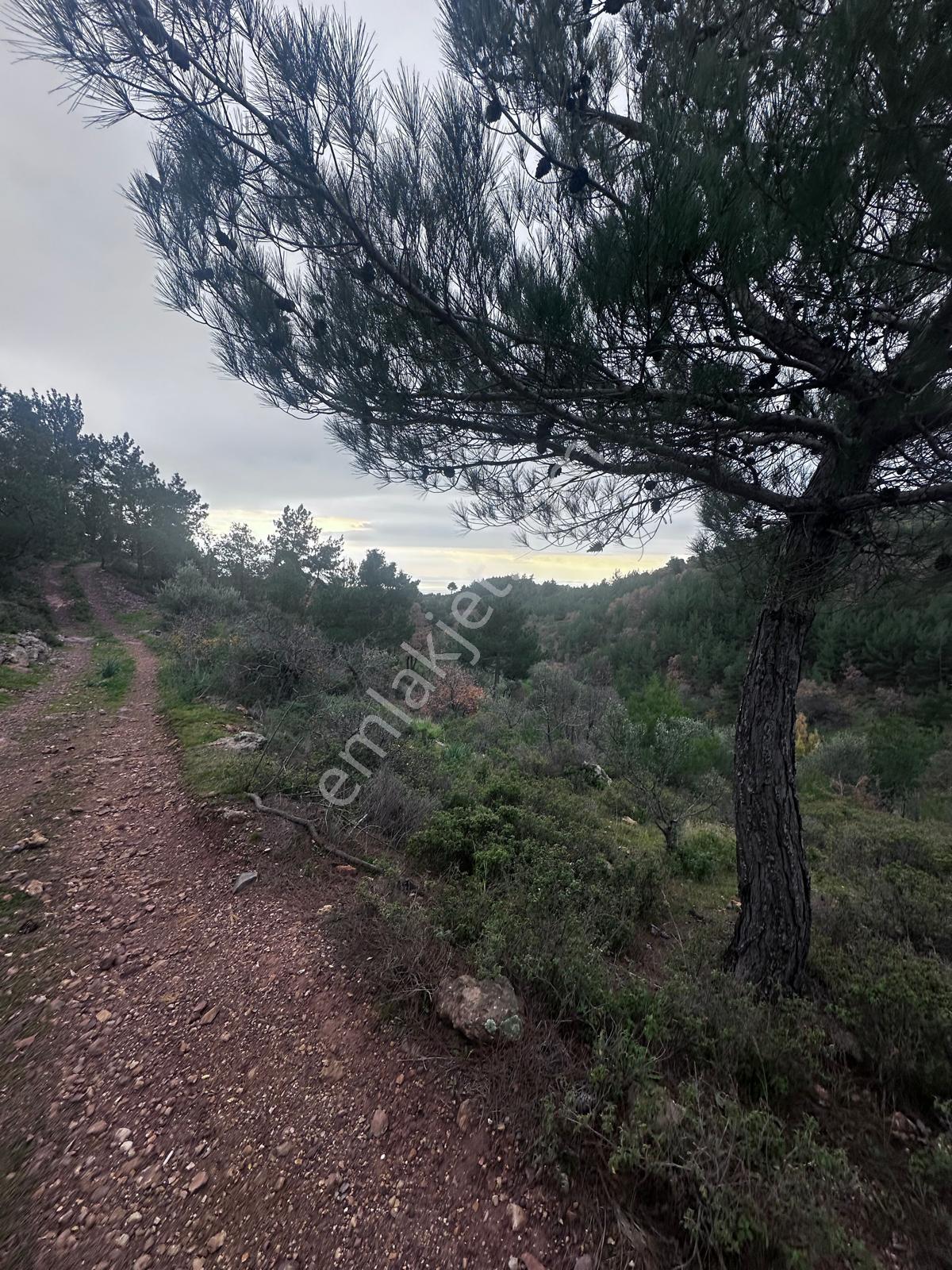 Tamer'den Köy İçinde Satılık Zeytinlik - Görsel 2