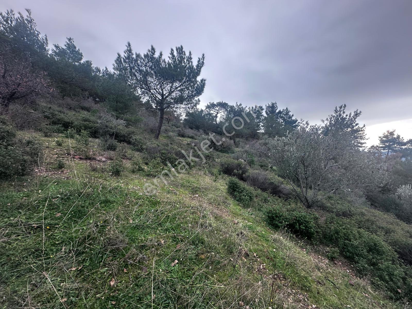 Tamer'den Köy İçinde Satılık Zeytinlik - Görsel 6