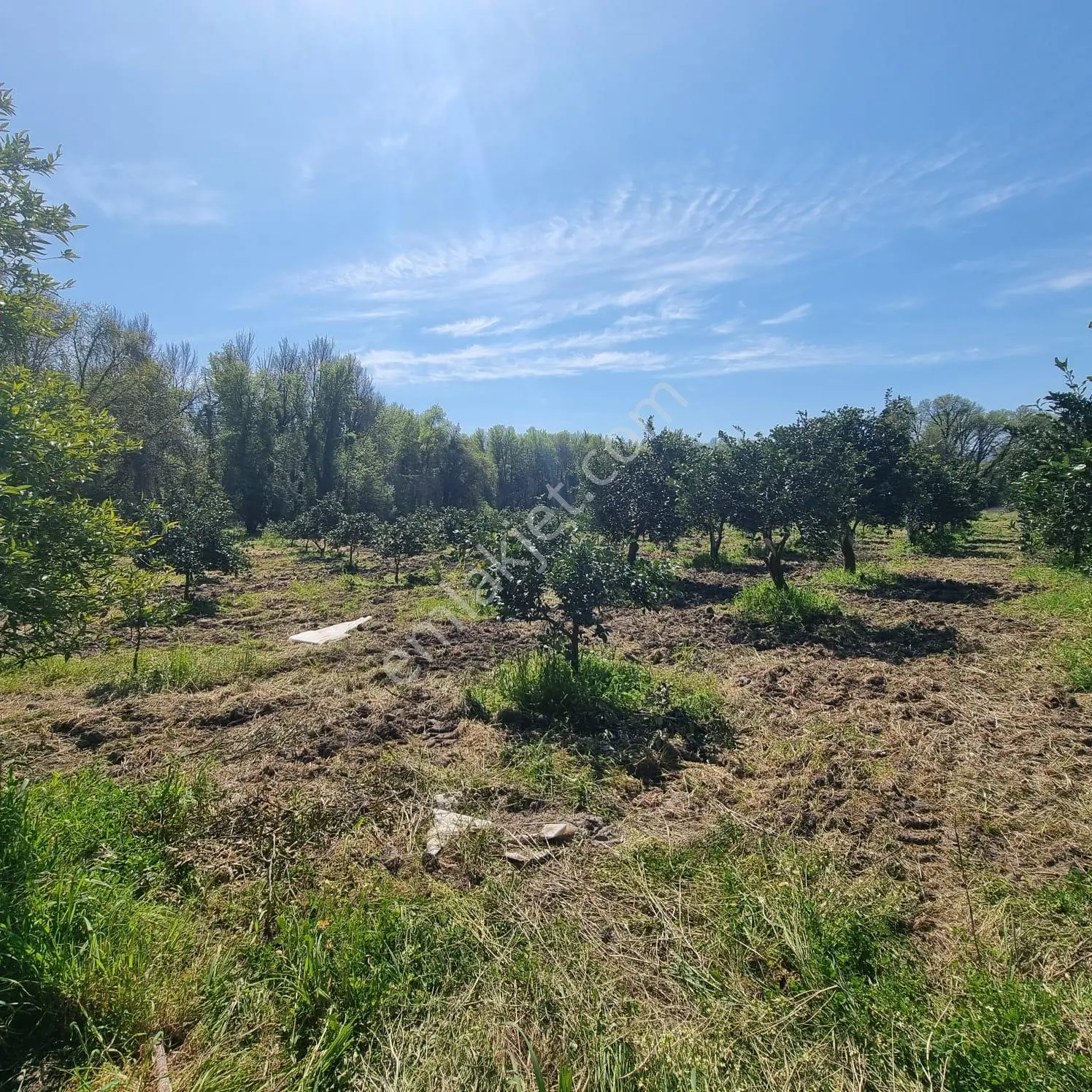 Toparlar'da Acil Satılık 500m2 2b Arazi - Görsel 5