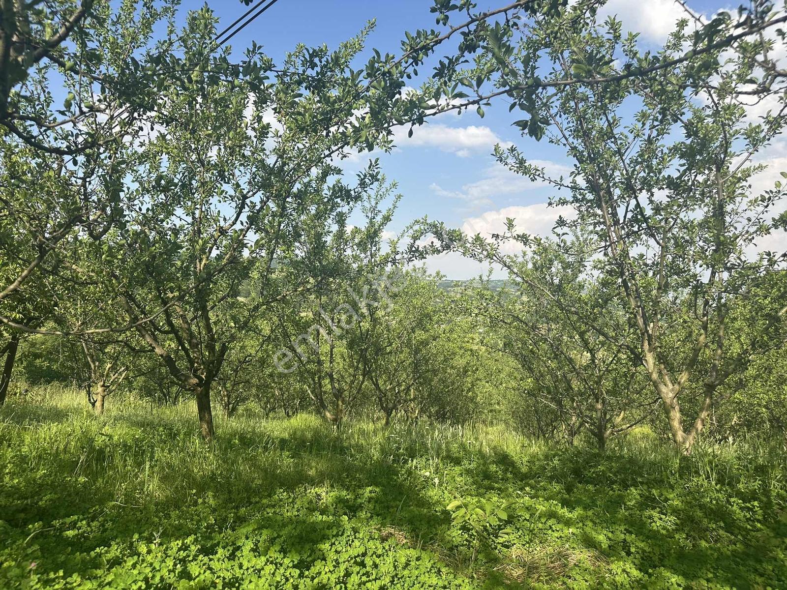 Kazancı'ya 1 Km Mesafede, Değerlenen Bölgede Meyve Bahçesi - Görsel 17