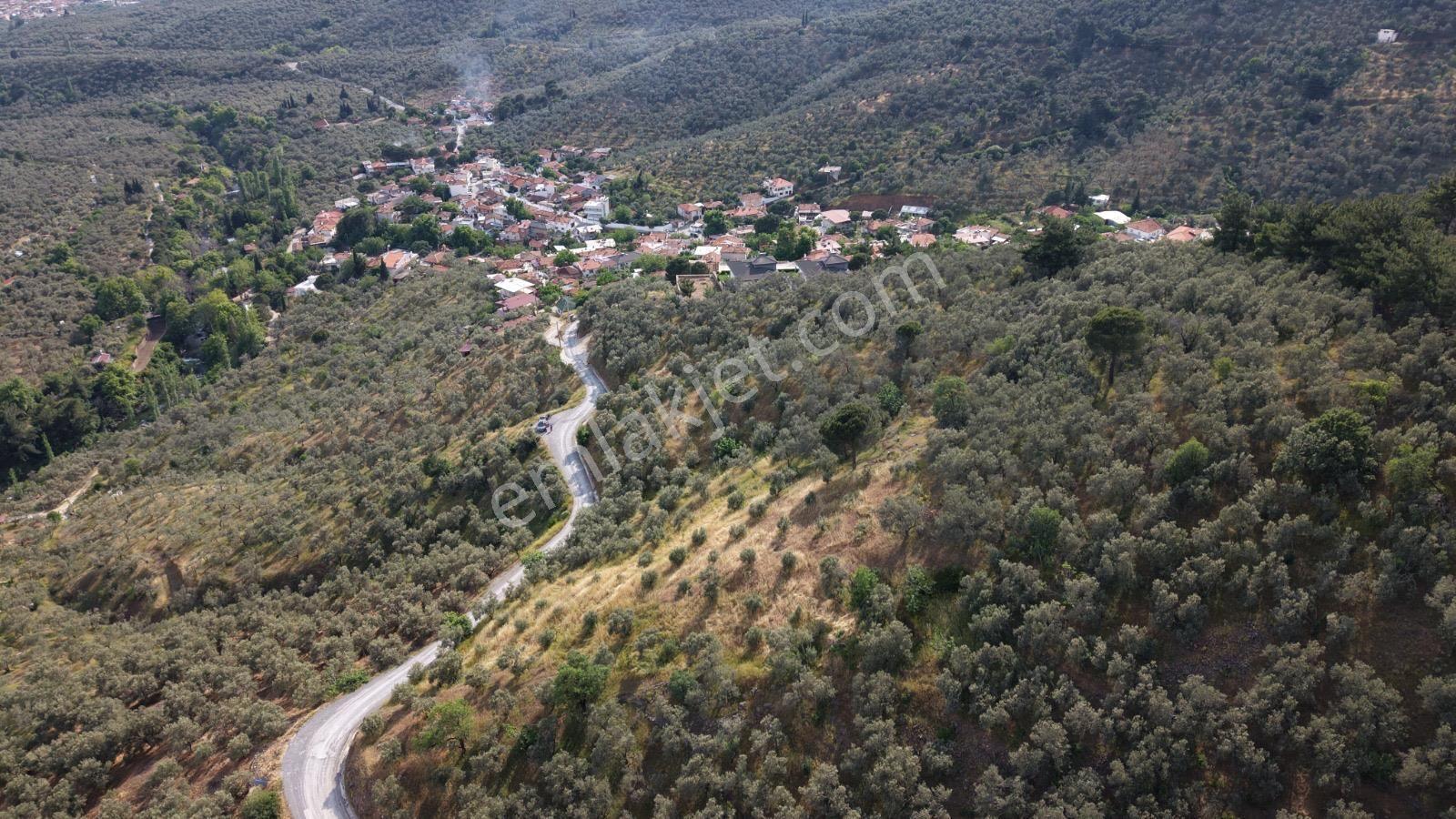 Mehmetalan Köyü'nde İmara Çok Yakın Deniz Manzaralı Zeytinlik - Görsel 7