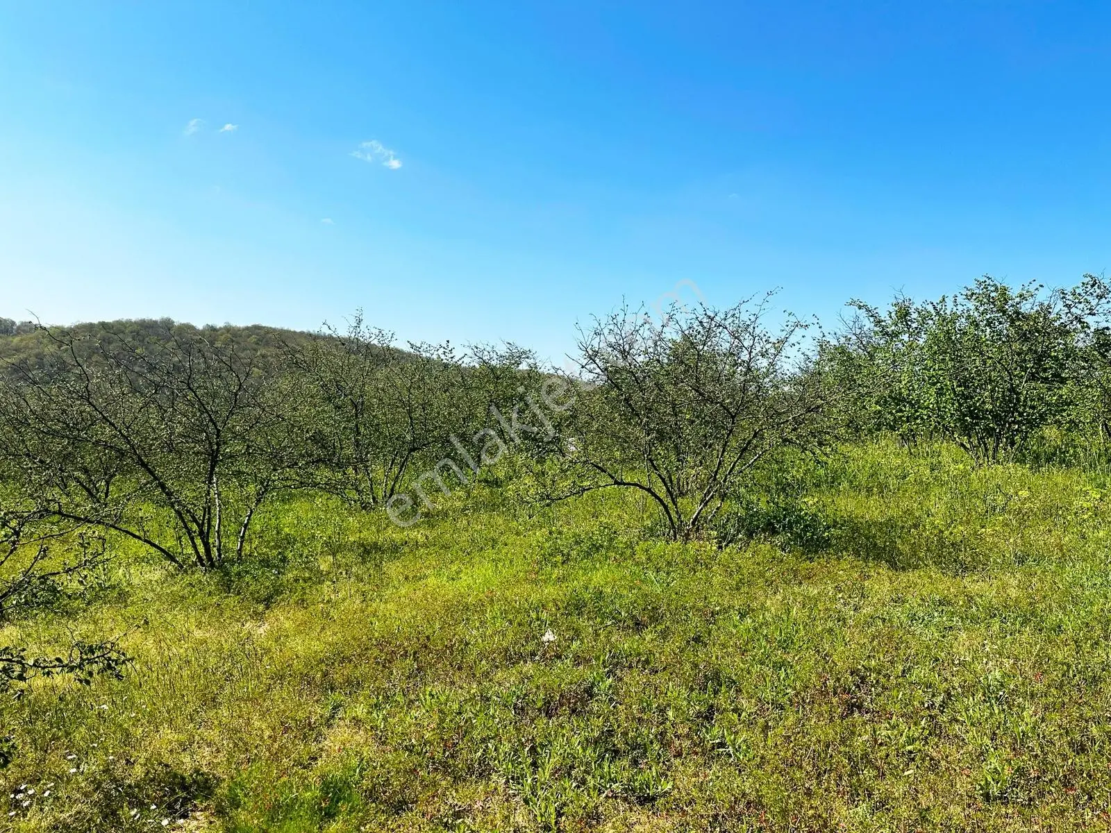 Resmi Yola 115 Metre Cephesi Bulunan 10 Dönüm Bakımlı Fındıklık - Görsel 35
