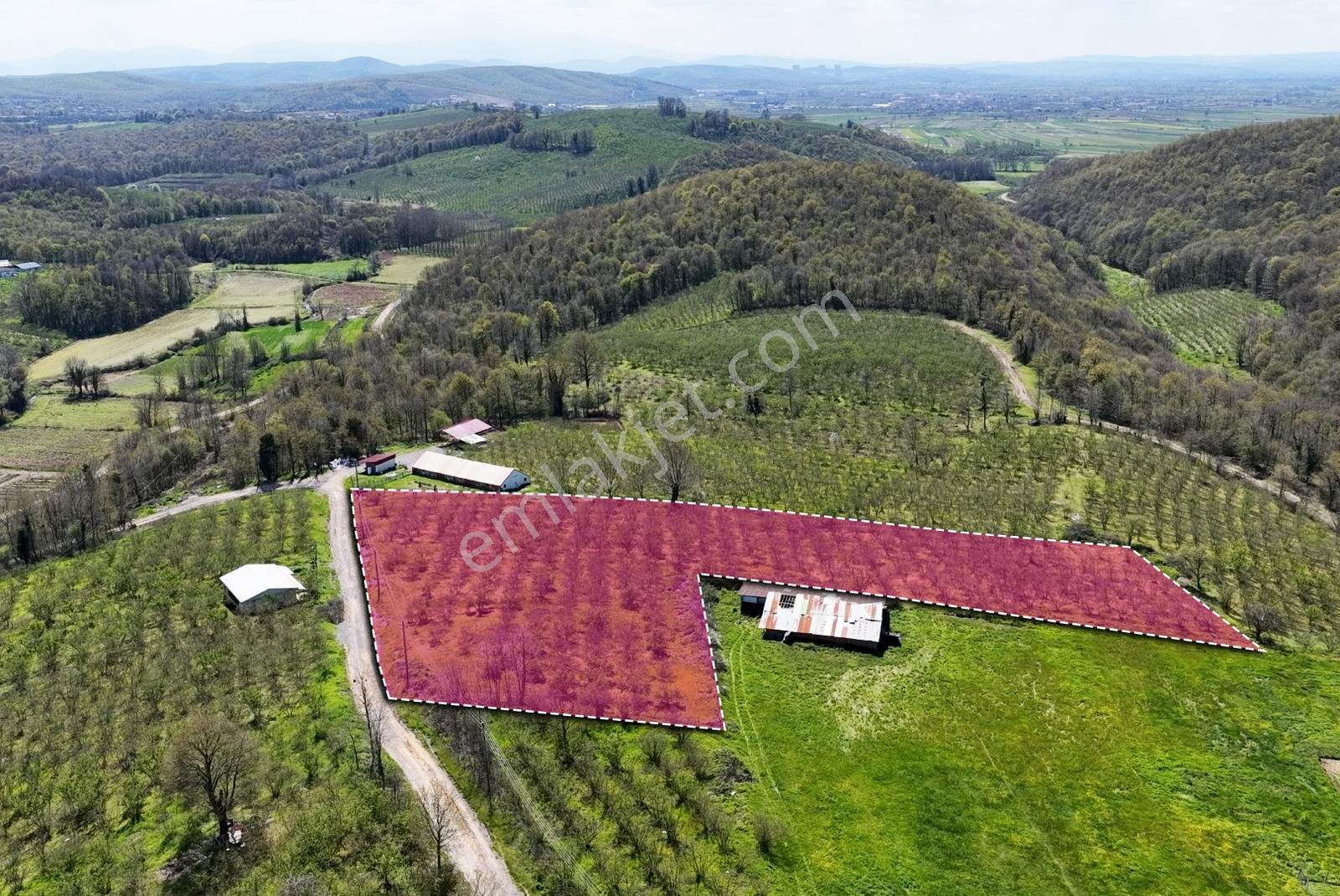 Resmi Yola 115 Metre Cephesi Bulunan 10 Dönüm Bakımlı Fındıklık - Görsel 34