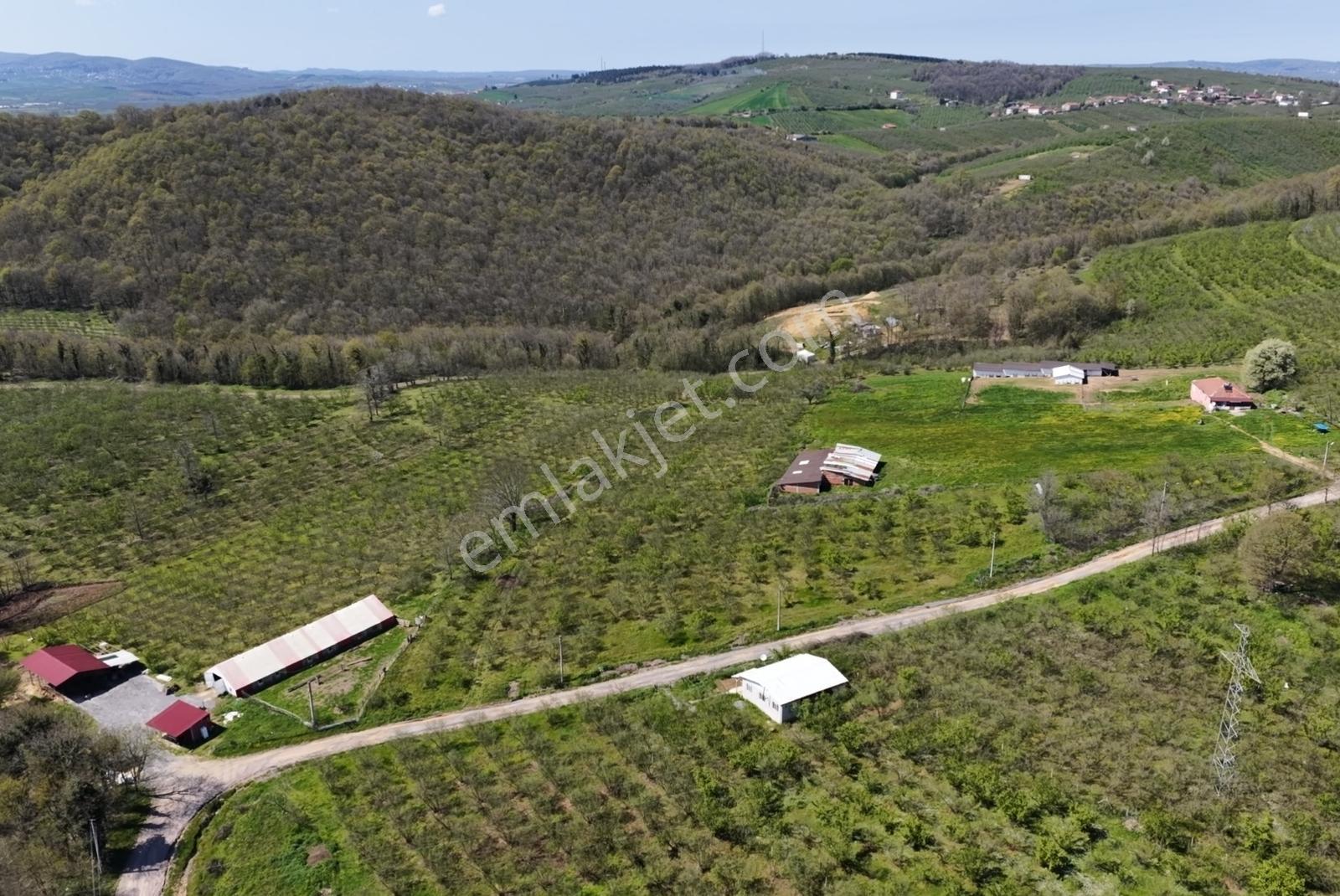 Resmi Yola 115 Metre Cephesi Bulunan 10 Dönüm Bakımlı Fındıklık - Görsel 33