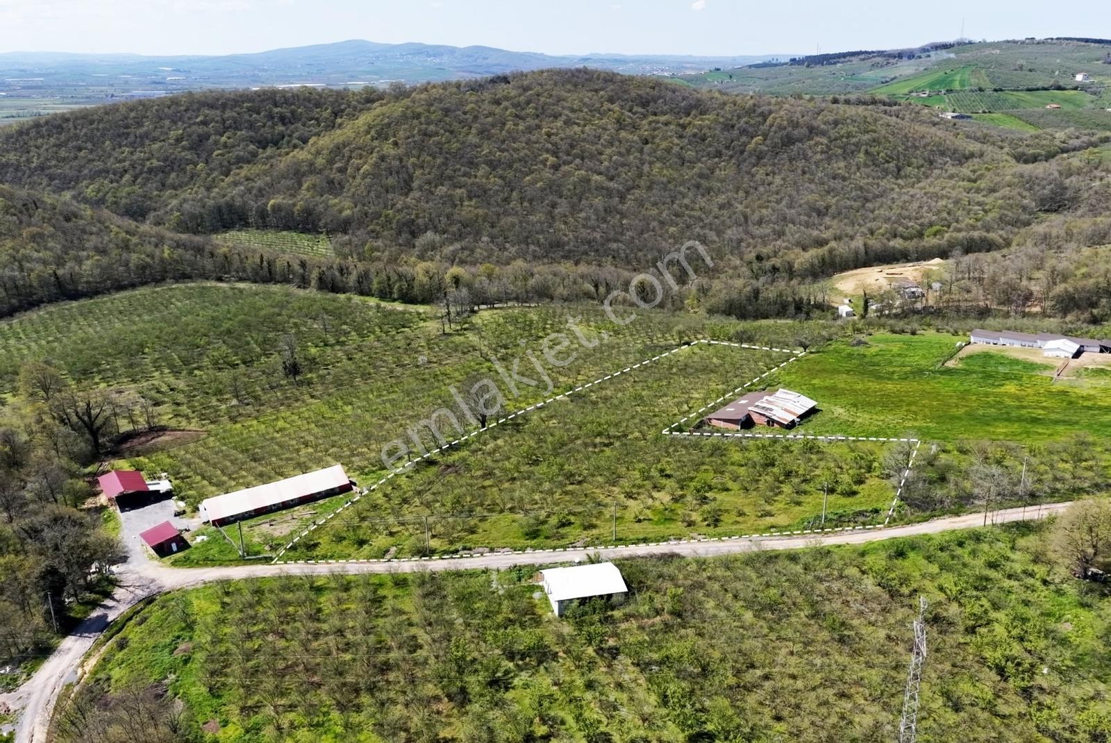 Resmi Yola 115 Metre Cephesi Bulunan 10 Dönüm Bakımlı Fındıklık - Görsel 7