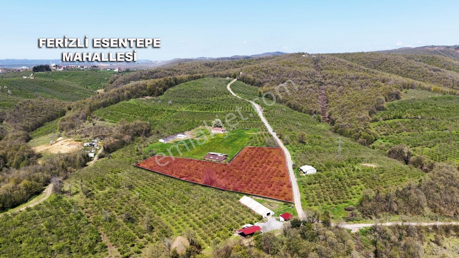 Resmi Yola 115 Metre Cephesi Bulunan 10 Dönüm Bakımlı Fındıklık - Görsel 4