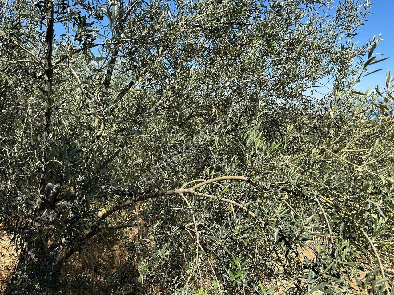 Altınoluk Avcılar (arıtaşı) Köyü'nde Deniz Manzaralı Zeytinlik - Görsel 20