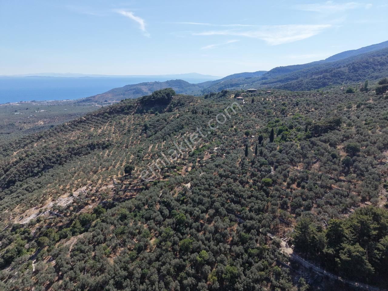 Altınoluk Avcılar (arıtaşı) Köyü'nde Deniz Manzaralı Zeytinlik - Görsel 3