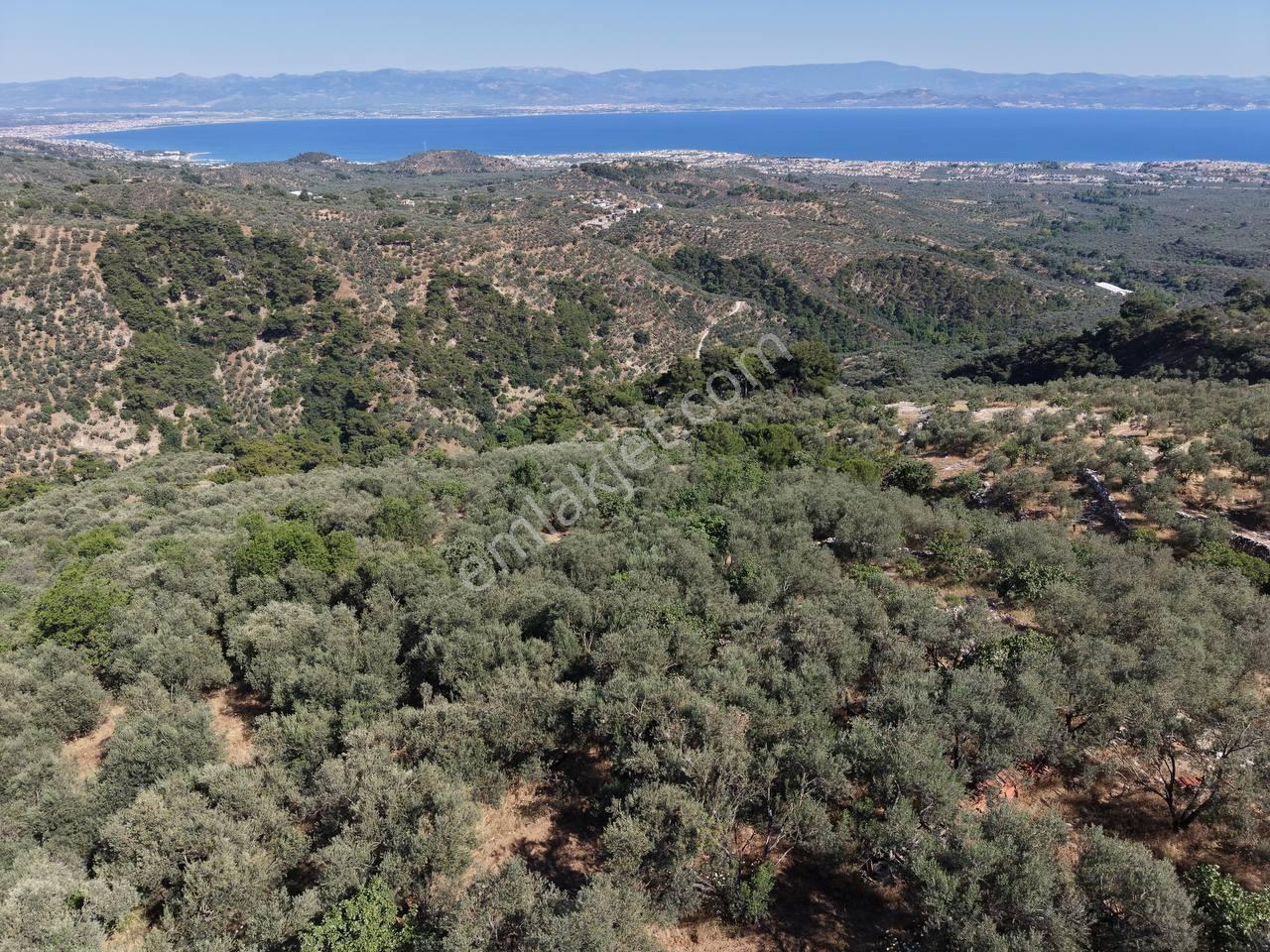 Altınoluk Avcılar (arıtaşı) Köyü'nde Deniz Manzaralı Zeytinlik - Görsel 12