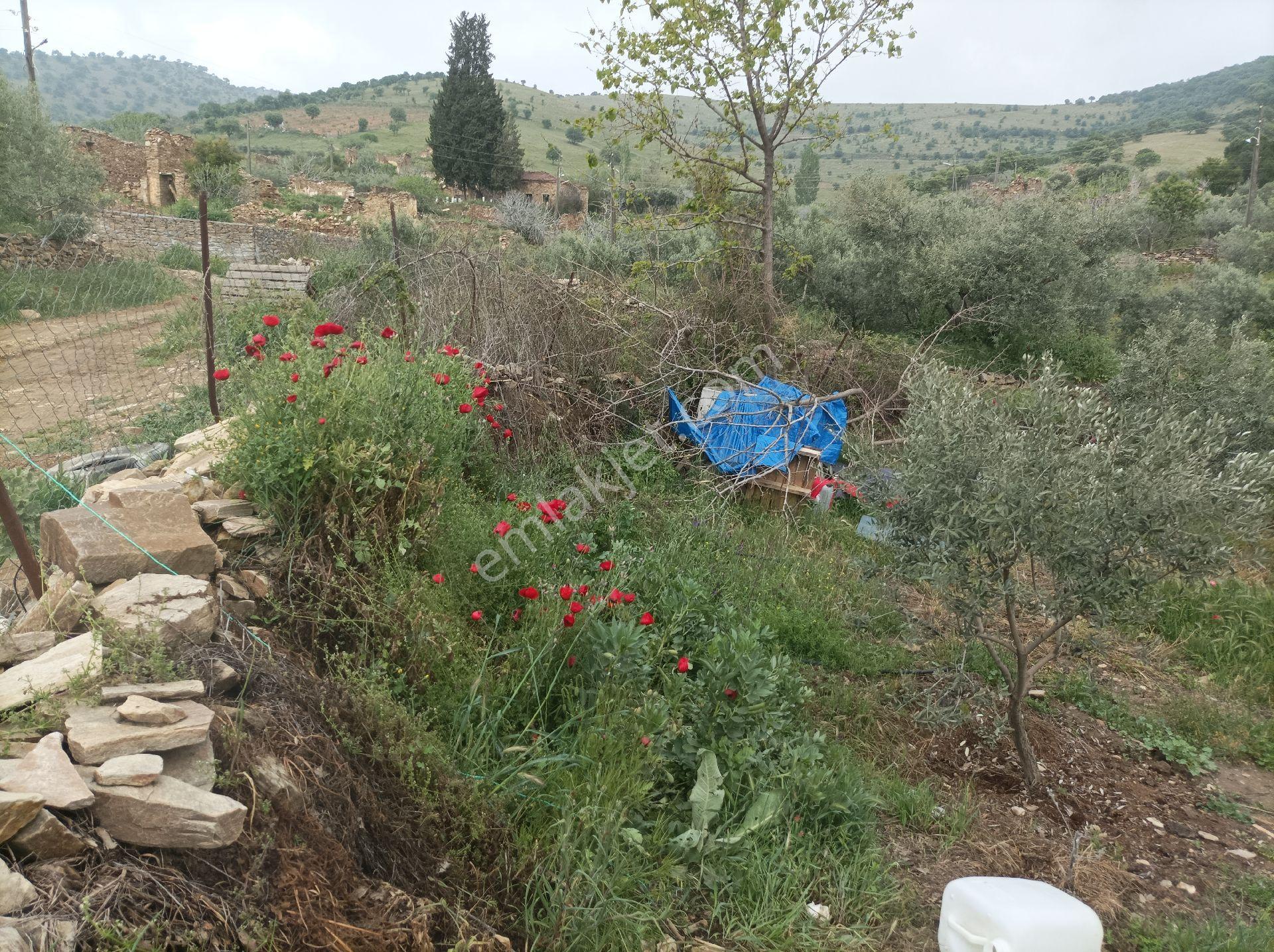 Yolu Ve Köy Suyu Olan Hobi Bahçesi Zeytinlik #mantikli Araç Takası Düşünülür# - Görsel 12