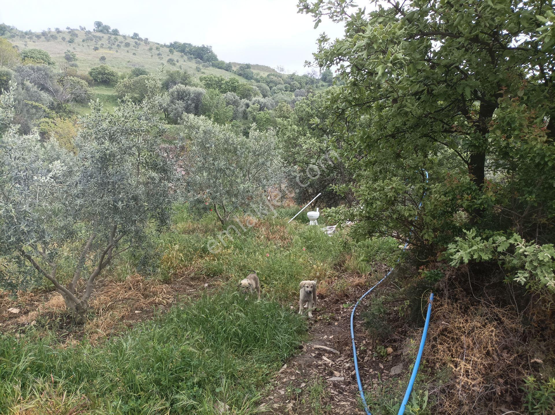 Yolu Ve Köy Suyu Olan Hobi Bahçesi Zeytinlik #mantikli Araç Takası Düşünülür# - Görsel 13