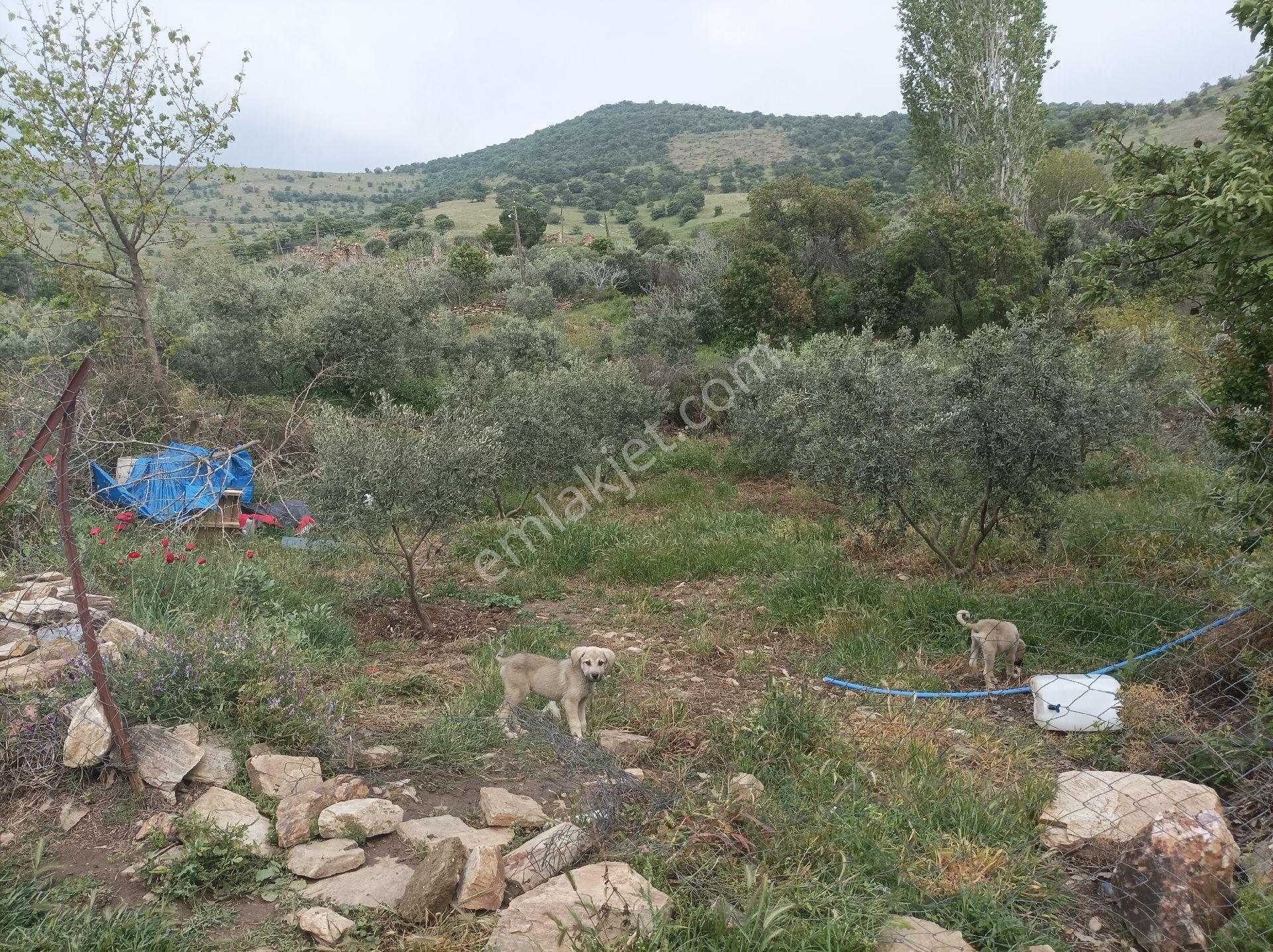 Yolu Ve Köy Suyu Olan Hobi Bahçesi Zeytinlik #mantikli Araç Takası Düşünülür# - Görsel 8