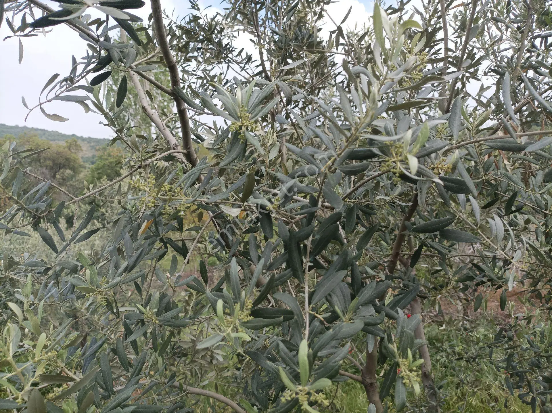 Yolu Ve Köy Suyu Olan Hobi Bahçesi Zeytinlik #mantikli Araç Takası Düşünülür# - Görsel 4