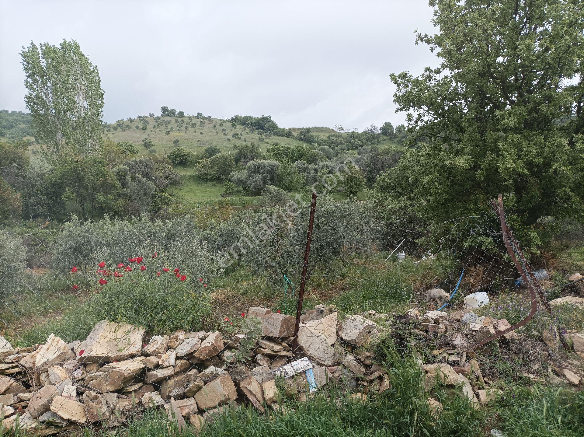 Yolu Ve Köy Suyu Olan Hobi Bahçesi Zeytinlik #mantikli Araç Takası Düşünülür# - Görsel 11