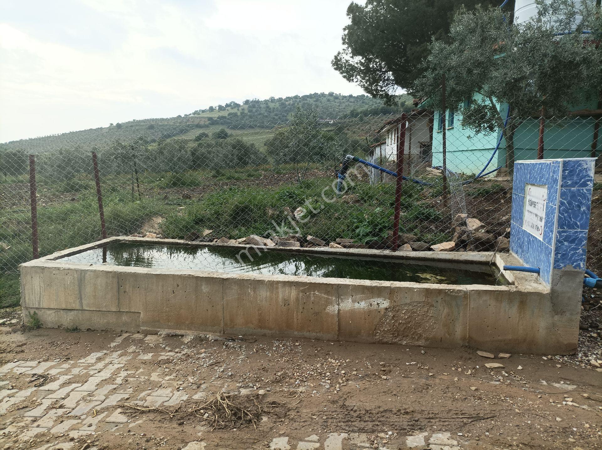 Yolu Ve Köy Suyu Olan Hobi Bahçesi Zeytinlik #mantikli Araç Takası Düşünülür# - Görsel 2