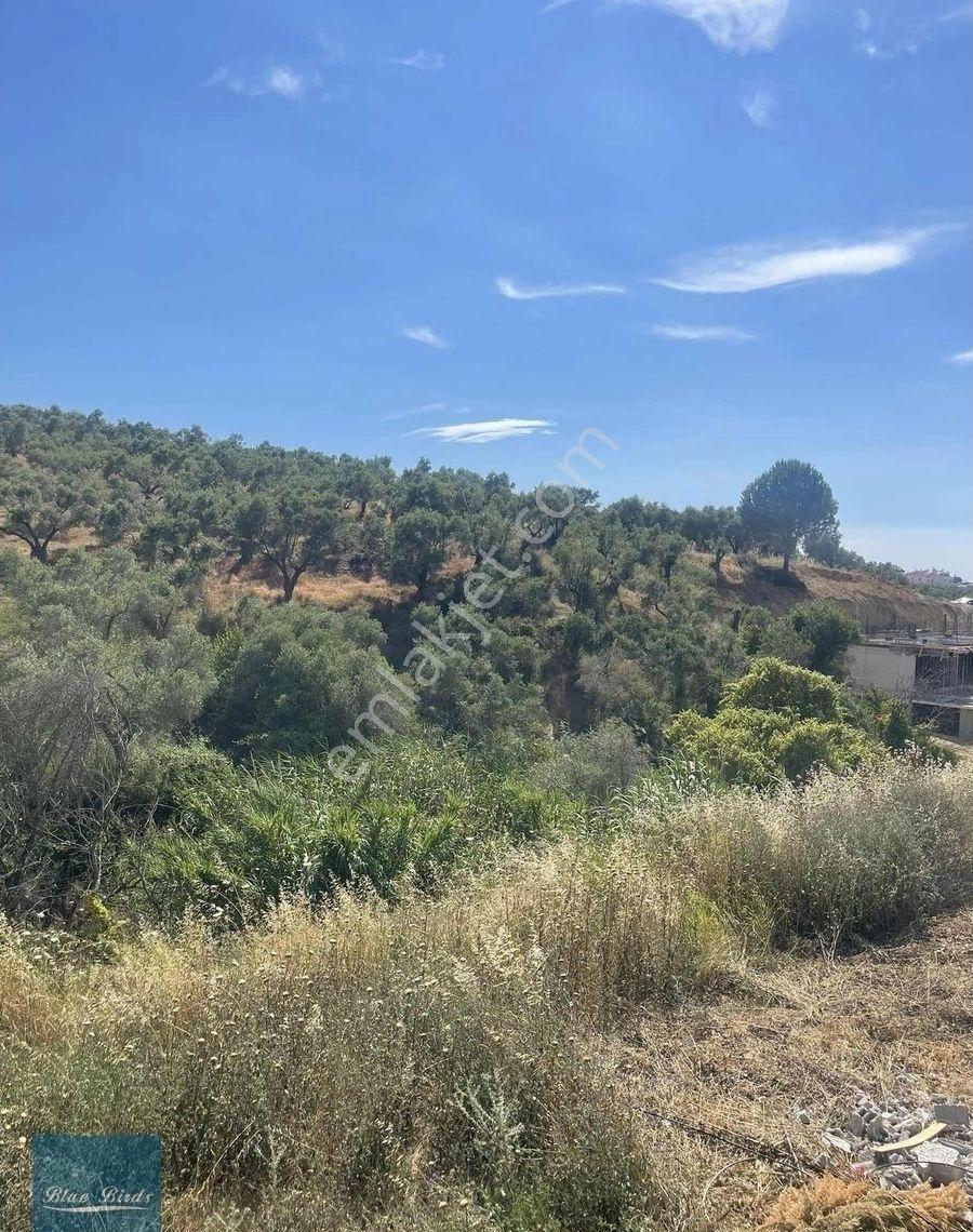 Kuşadası Soğucakta Köşe Konumlu Deniz Manzaralı Havuzlu Villa - Görsel 7