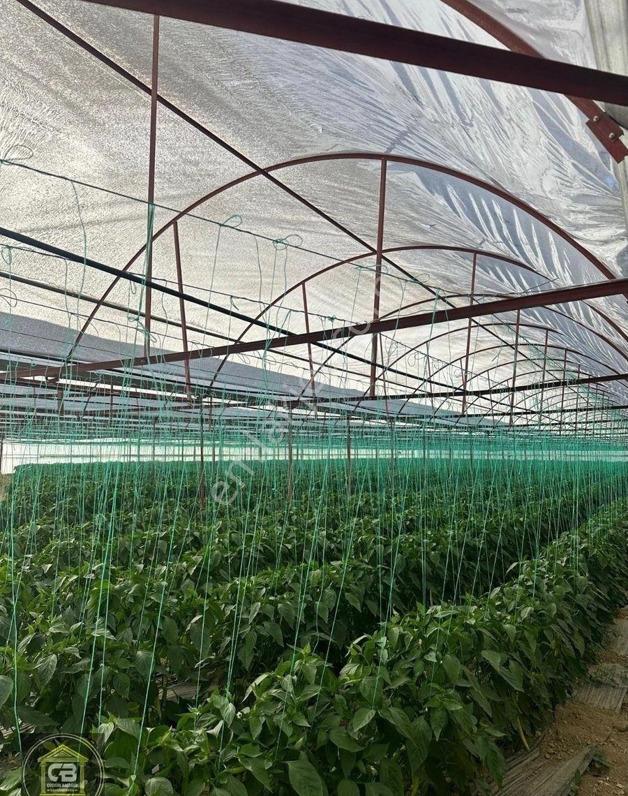 Baloğlu Gayrimen'kul'den Bayralar Mh.6.000m²bakımlı Satılık Sera - Görsel 11