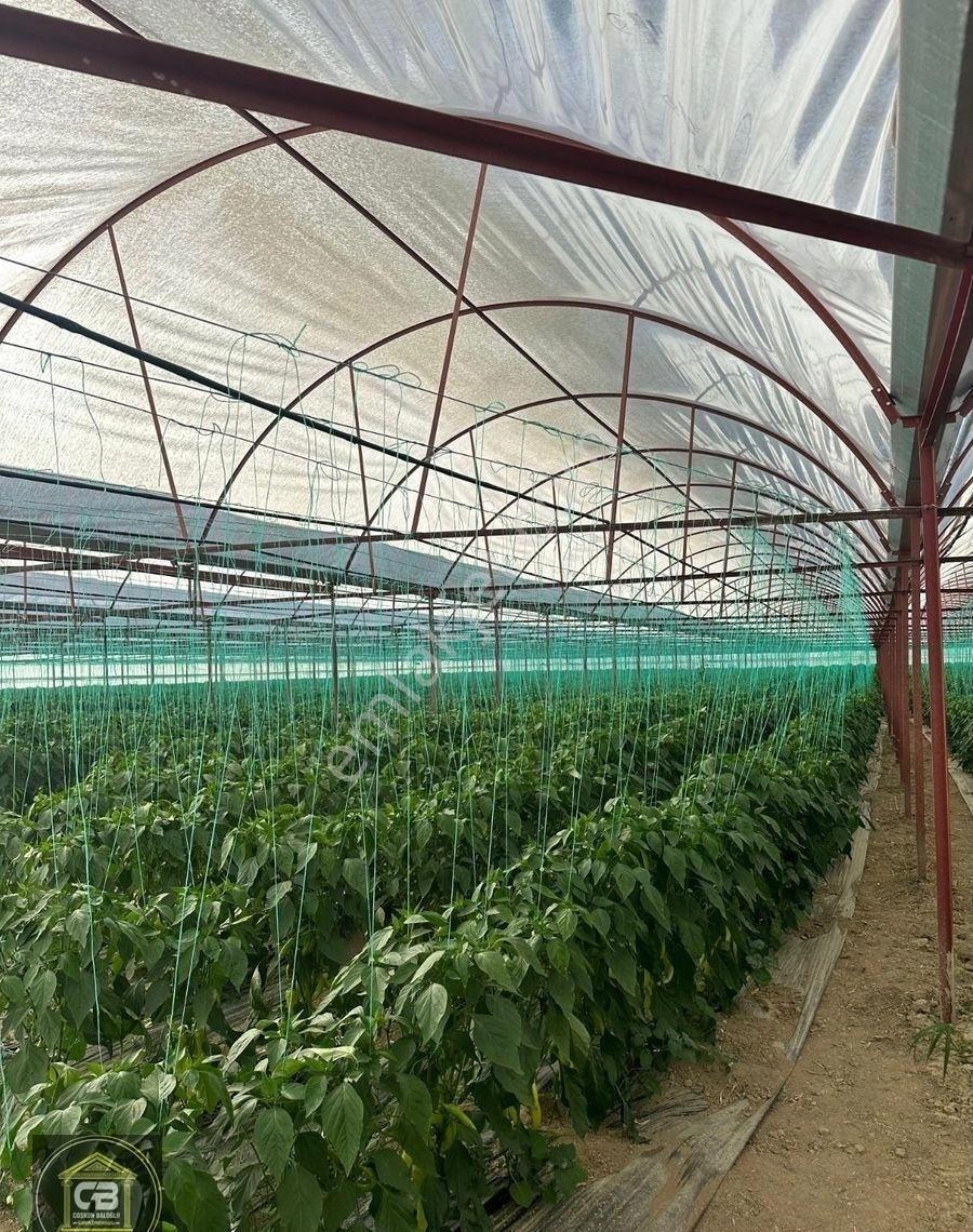 Baloğlu Gayrimen'kul'den Bayralar Mh.6.000m²bakımlı Satılık Sera - Görsel 22