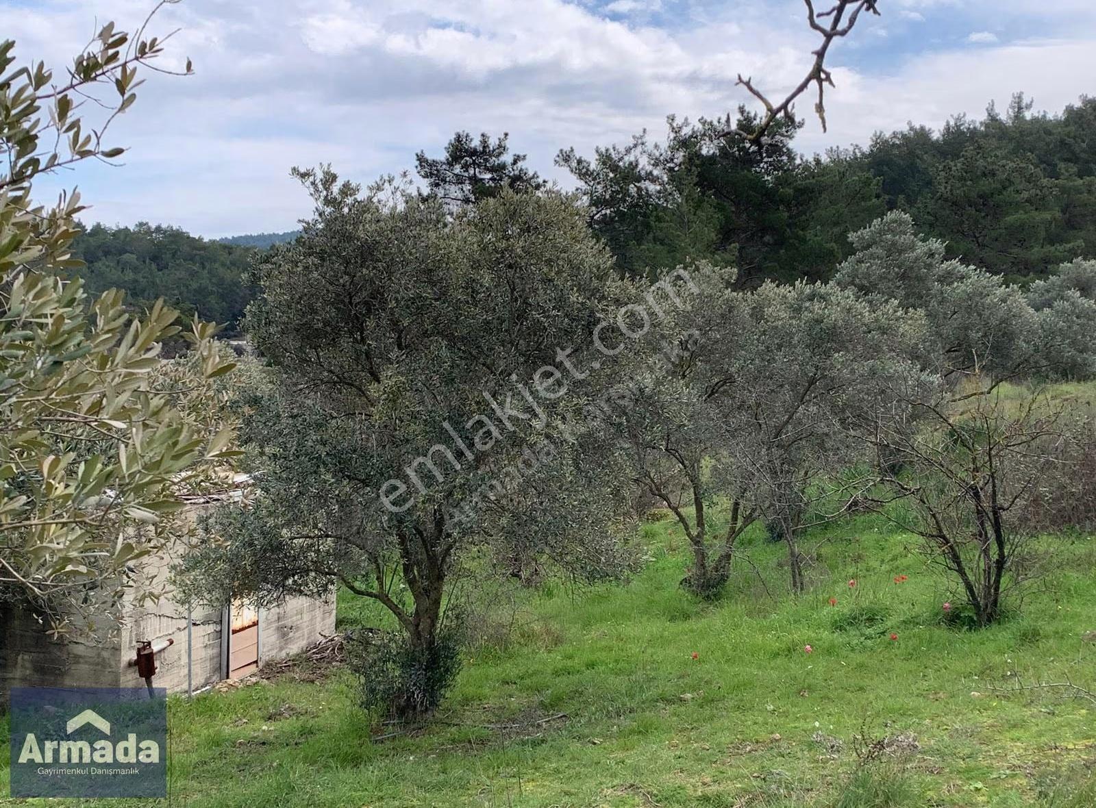 Menderes Yeniköy Merkez Satılık Zeytinli Tarla 250m2 Çiftlikevi - Görsel 10
