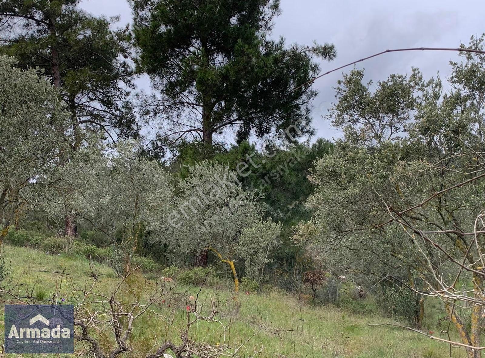 Menderes Yeniköy Merkez Satılık Zeytinli Tarla 250m2 Çiftlikevi - Görsel 17