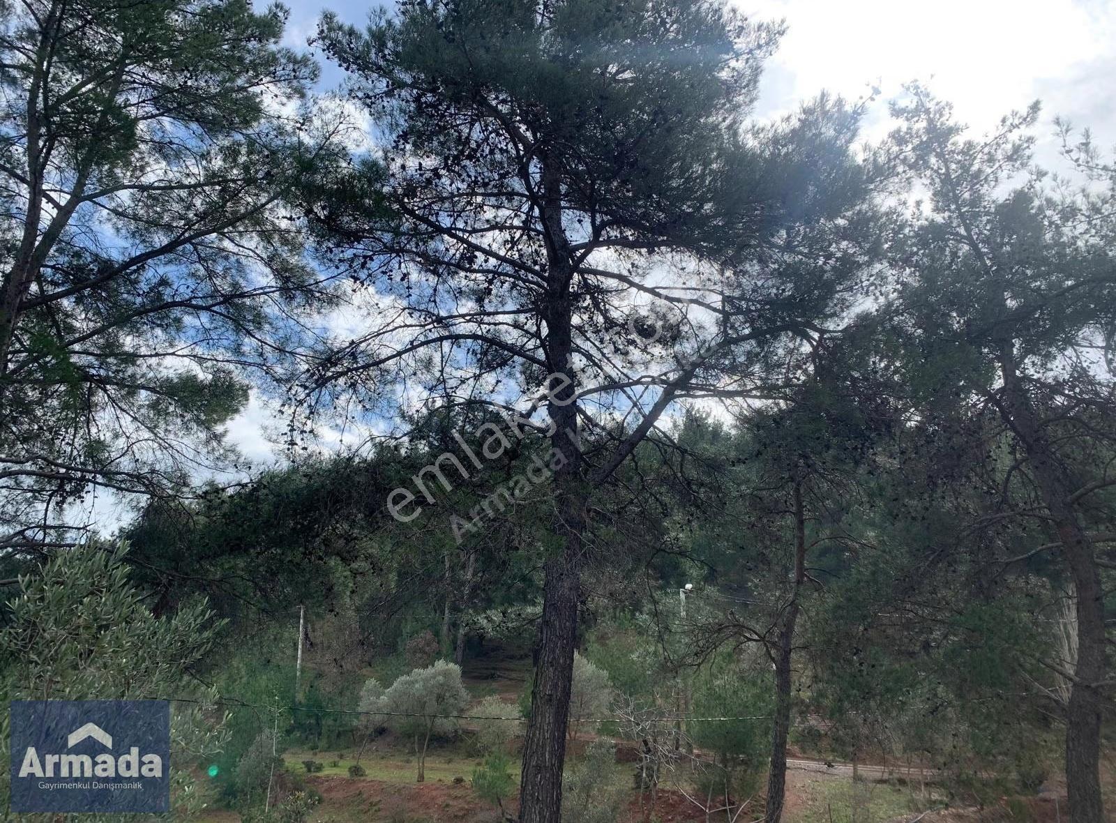 Menderes Yeniköy Merkez Satılık Zeytinli Tarla 250m2 Çiftlikevi - Görsel 21