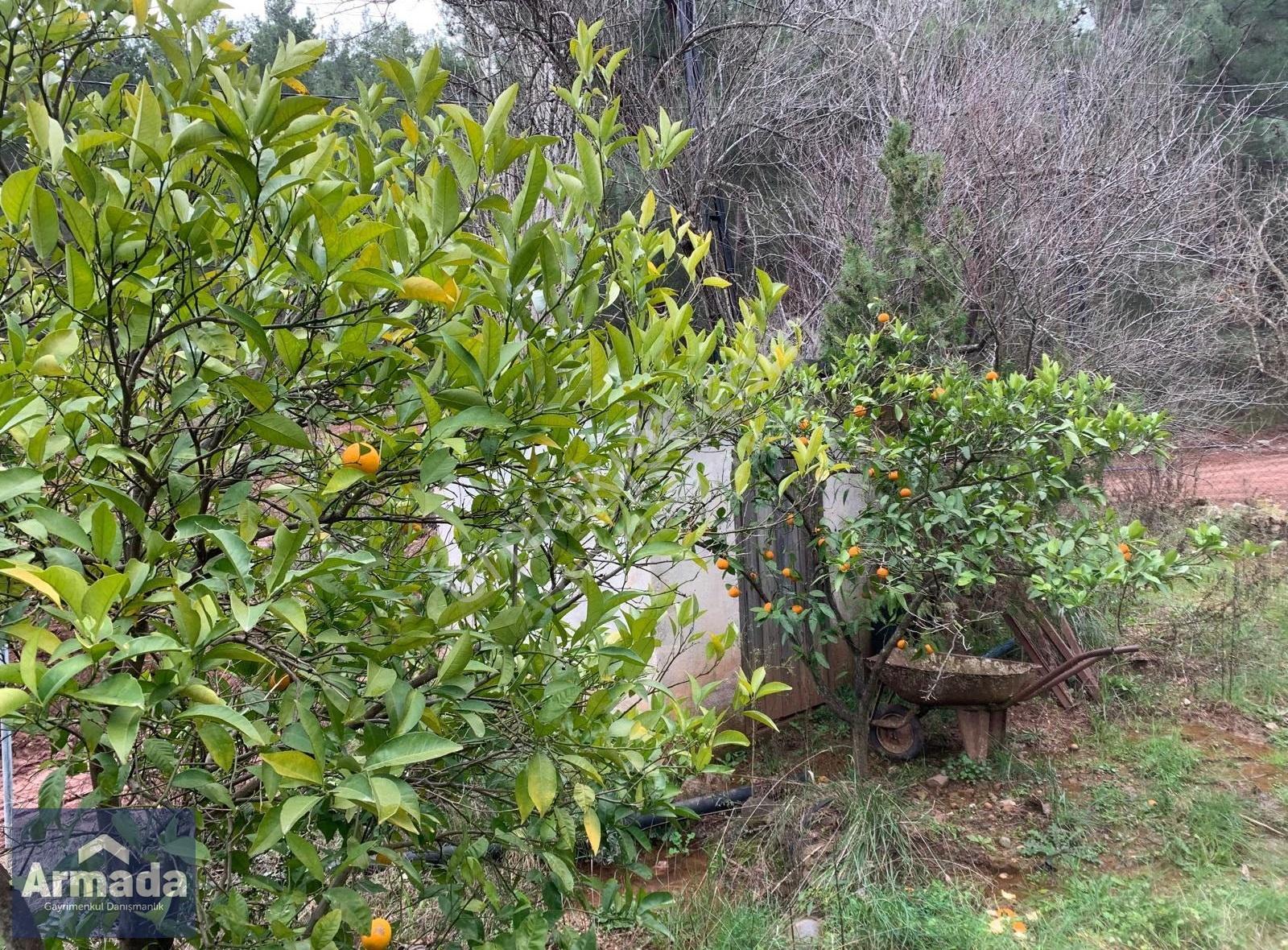 Menderes Yeniköy Merkez Satılık Zeytinli Tarla 250m2 Çiftlikevi - Görsel 22