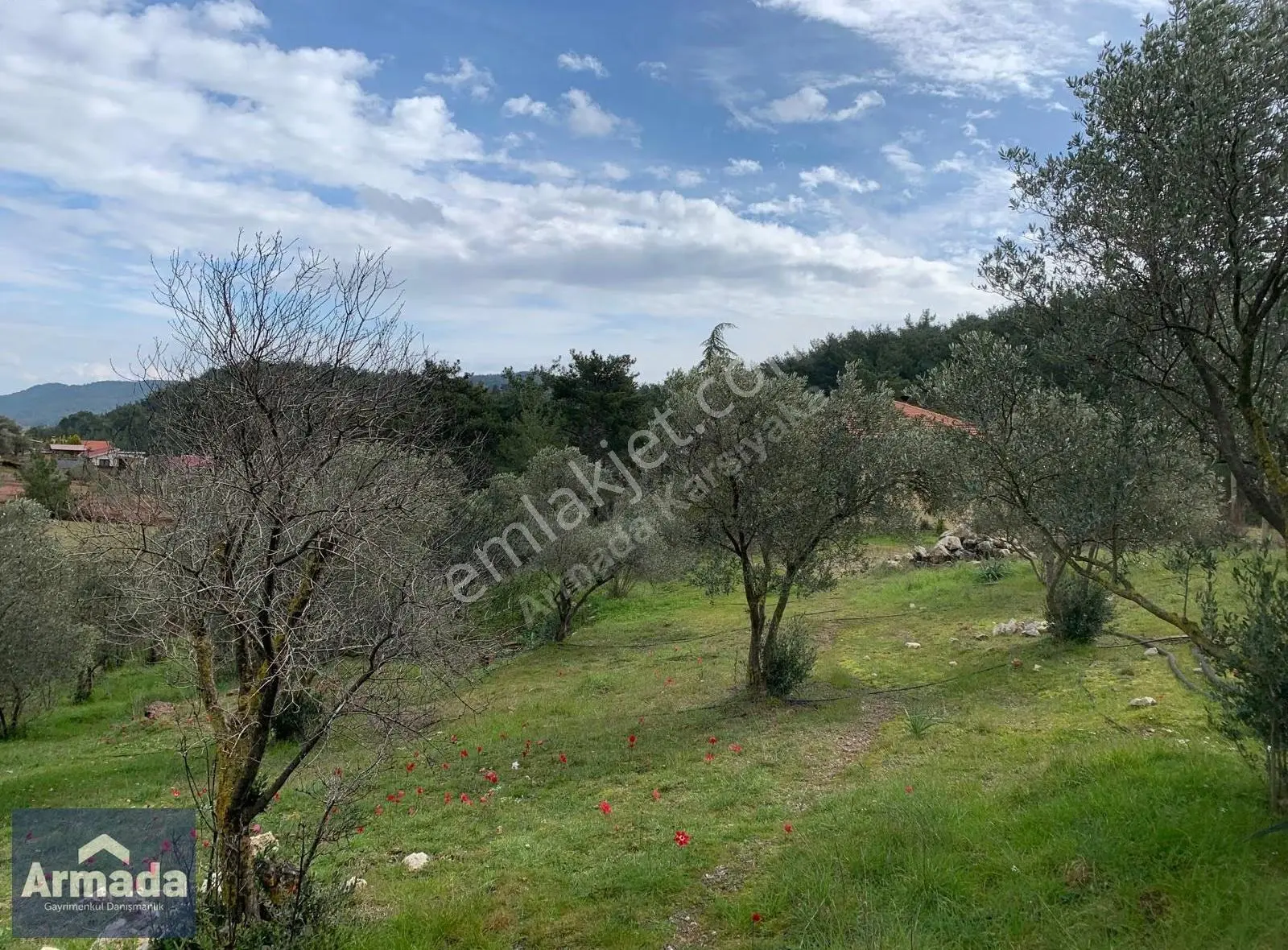 Menderes Yeniköy Merkez Satılık Zeytinli Tarla 250m2 Çiftlikevi - Görsel 19