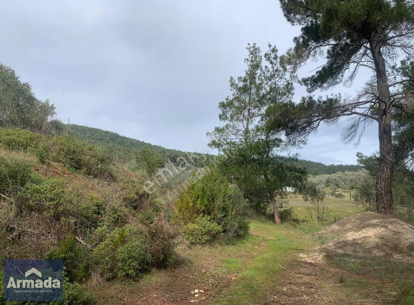 Menderes Yeniköy Merkez Satılık Zeytinli Tarla 250m2 Çiftlikevi - Görsel 14