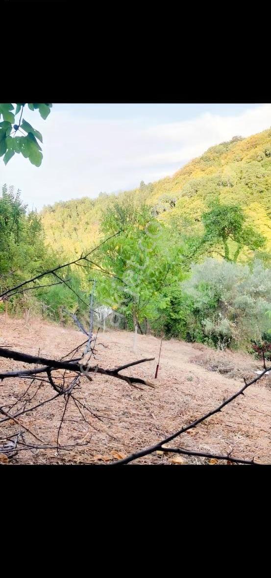 Acarlar Emlaktan Sinop Türkeli Işıklı Köyü Satılık Tarla - Görsel 12