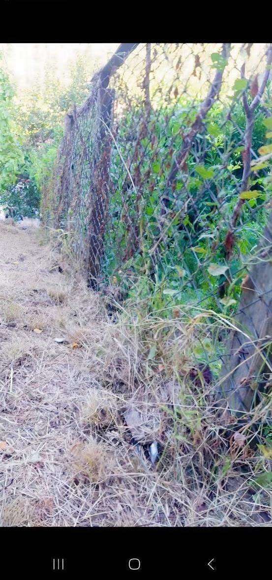 Acarlar Emlaktan Sinop Türkeli Işıklı Köyü Satılık Tarla - Görsel 7