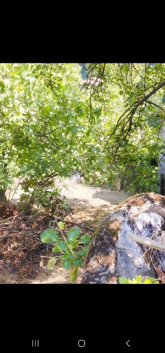 Acarlar Emlaktan Sinop Türkeli Işıklı Köyü Satılık Tarla - Görsel 9