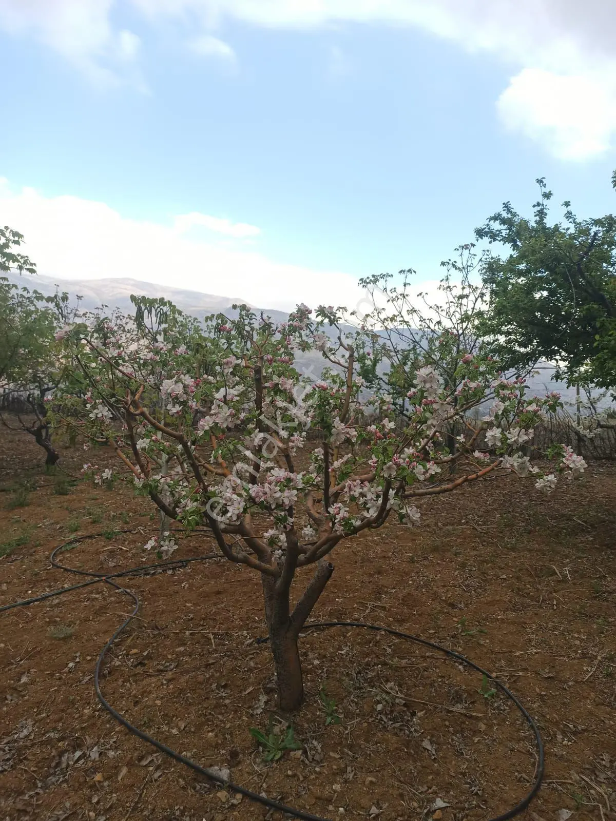 Konya Satılık Bahçe - Görsel 10