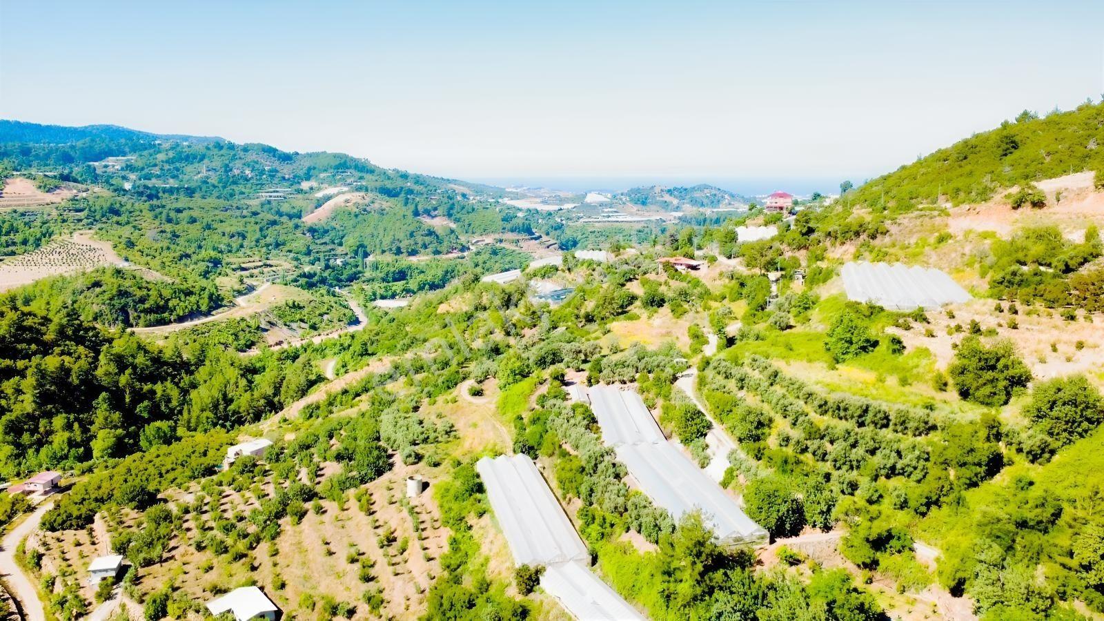 Alanya Hacıkerimler'de Satılık 2.183 M2 Masrafsız Zeytin Bahçesi - Görsel 24