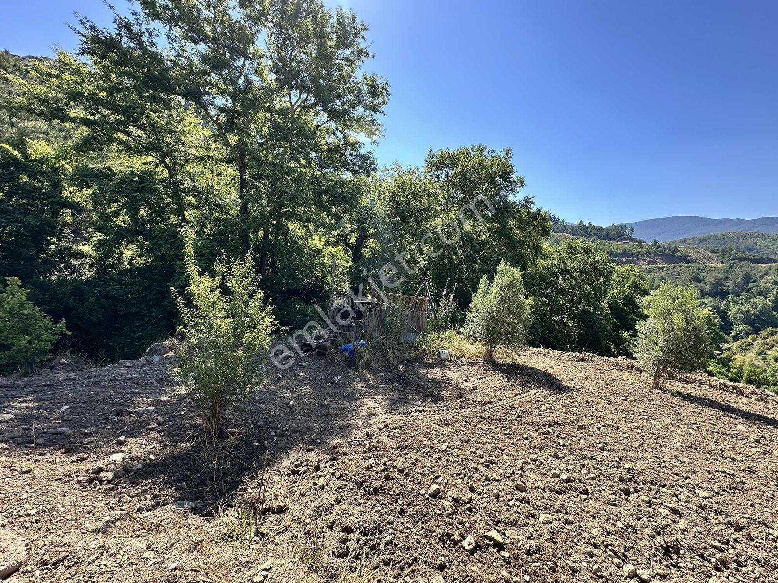 Alanya Hacıkerimler'de Satılık 2.183 M2 Masrafsız Zeytin Bahçesi - Görsel 4