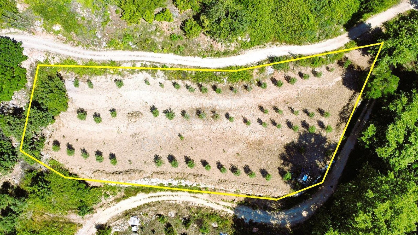 Alanya Hacıkerimler'de Satılık 2.183 M2 Masrafsız Zeytin Bahçesi - Görsel 7