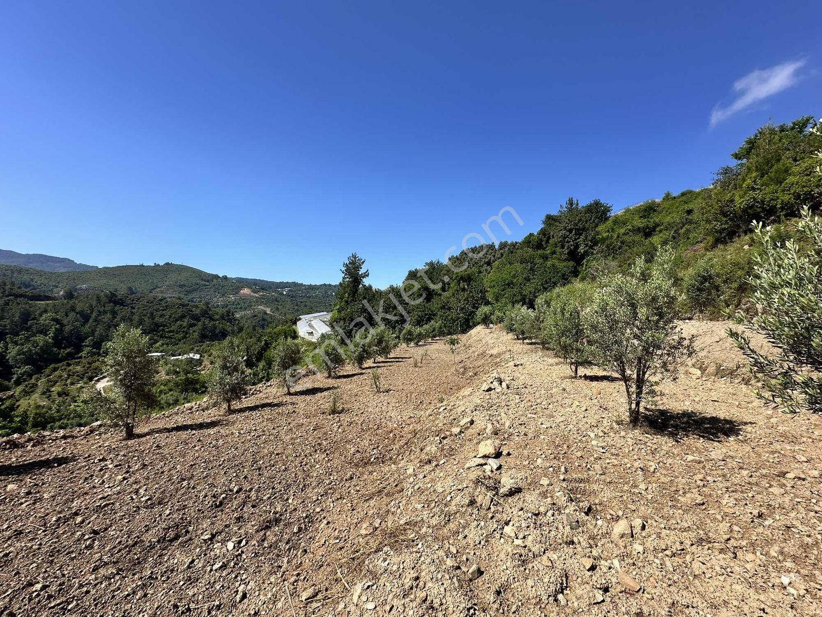 Alanya Hacıkerimler'de Satılık 2.183 M2 Masrafsız Zeytin Bahçesi - Görsel 13