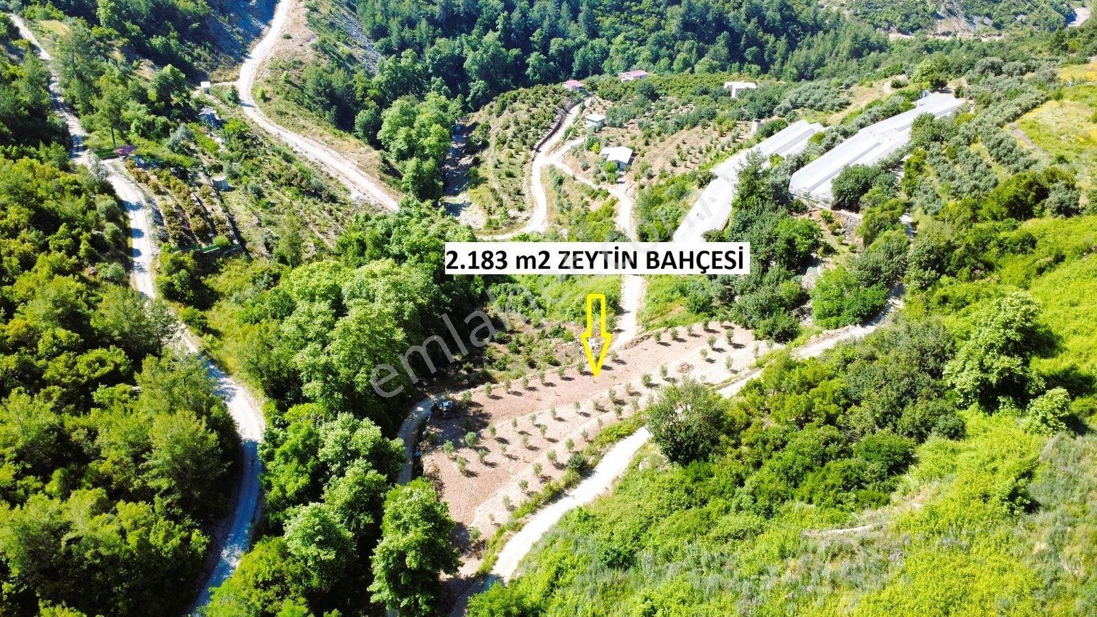 Alanya Hacıkerimler'de Satılık 2.183 M2 Masrafsız Zeytin Bahçesi - Görsel 32