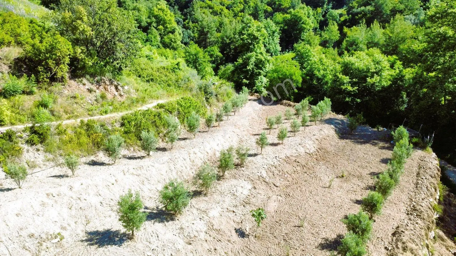 Alanya Hacıkerimler'de Satılık 2.183 M2 Masrafsız Zeytin Bahçesi - Görsel 29