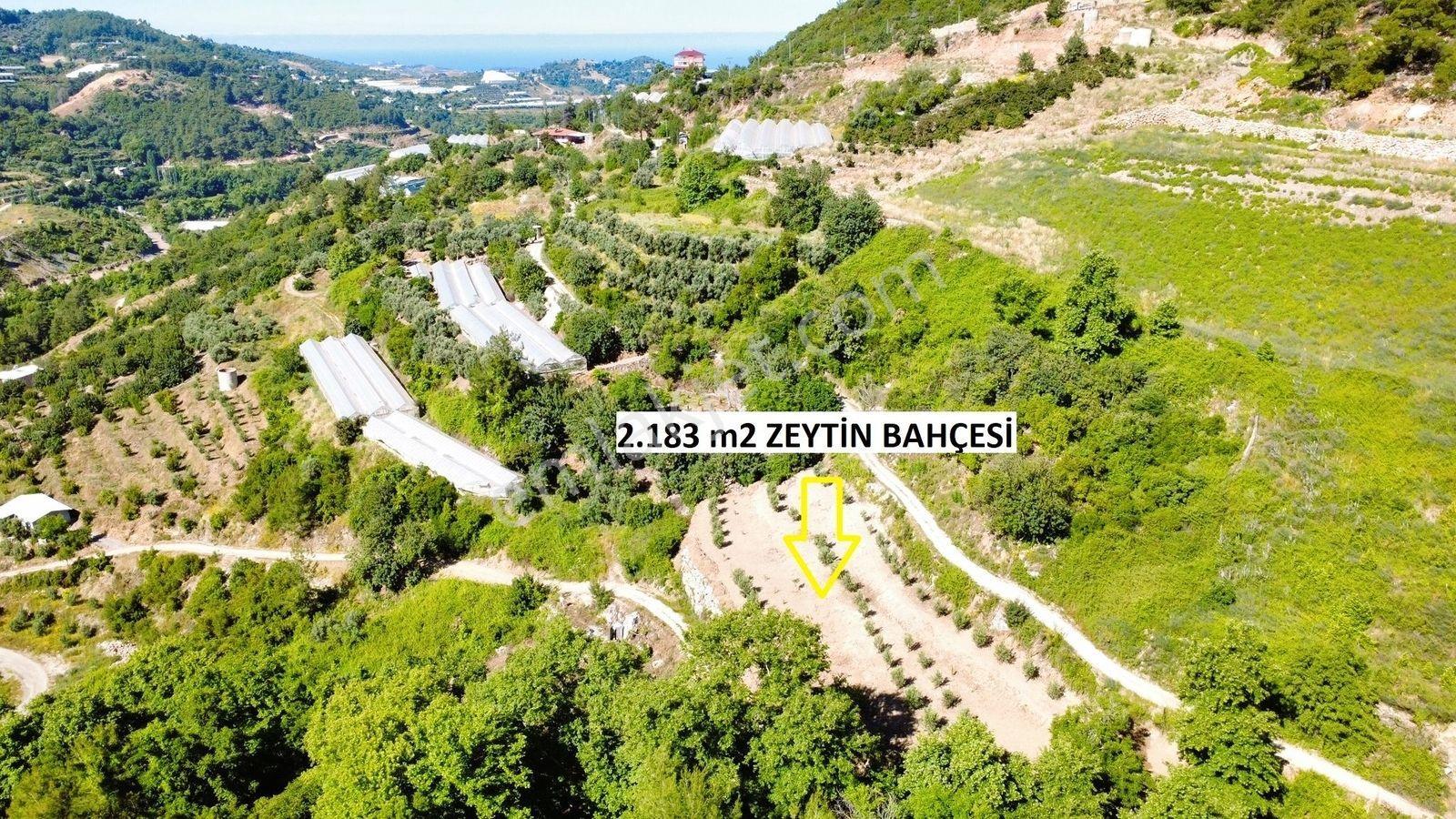 Alanya Hacıkerimler'de Satılık 2.183 M2 Masrafsız Zeytin Bahçesi - Görsel 33