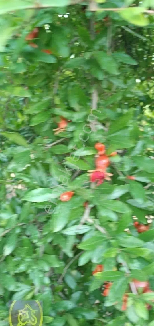 Eysu Karaca'dan Akhan Mah. Ana Yola Yakın Satılık Nar Bahçesi... - Görsel 3