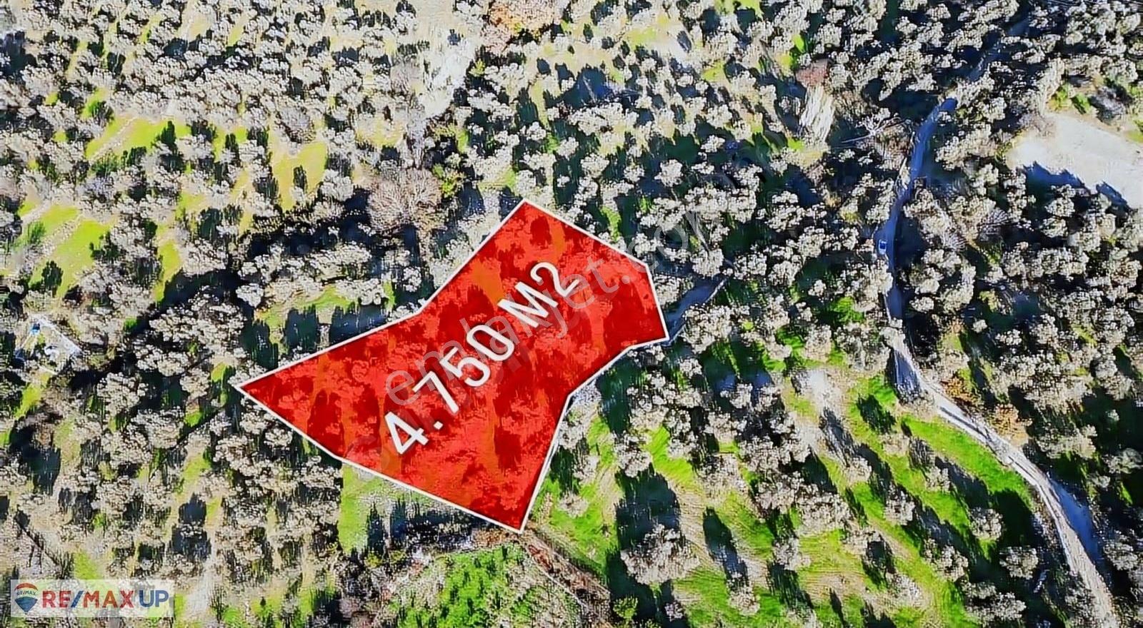 Eğlenhoca'da Doğayla İç İçe Zeytin Ağaçlı Arazi - Görsel 4