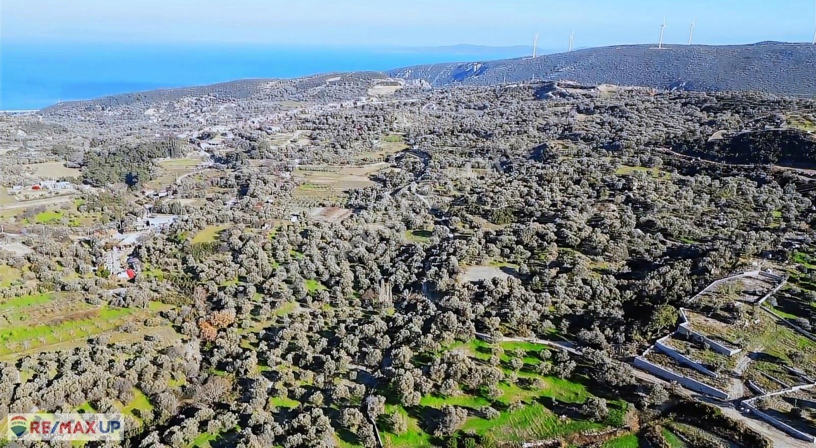 Eğlenhoca'da Doğayla İç İçe Zeytin Ağaçlı Arazi - Görsel 7