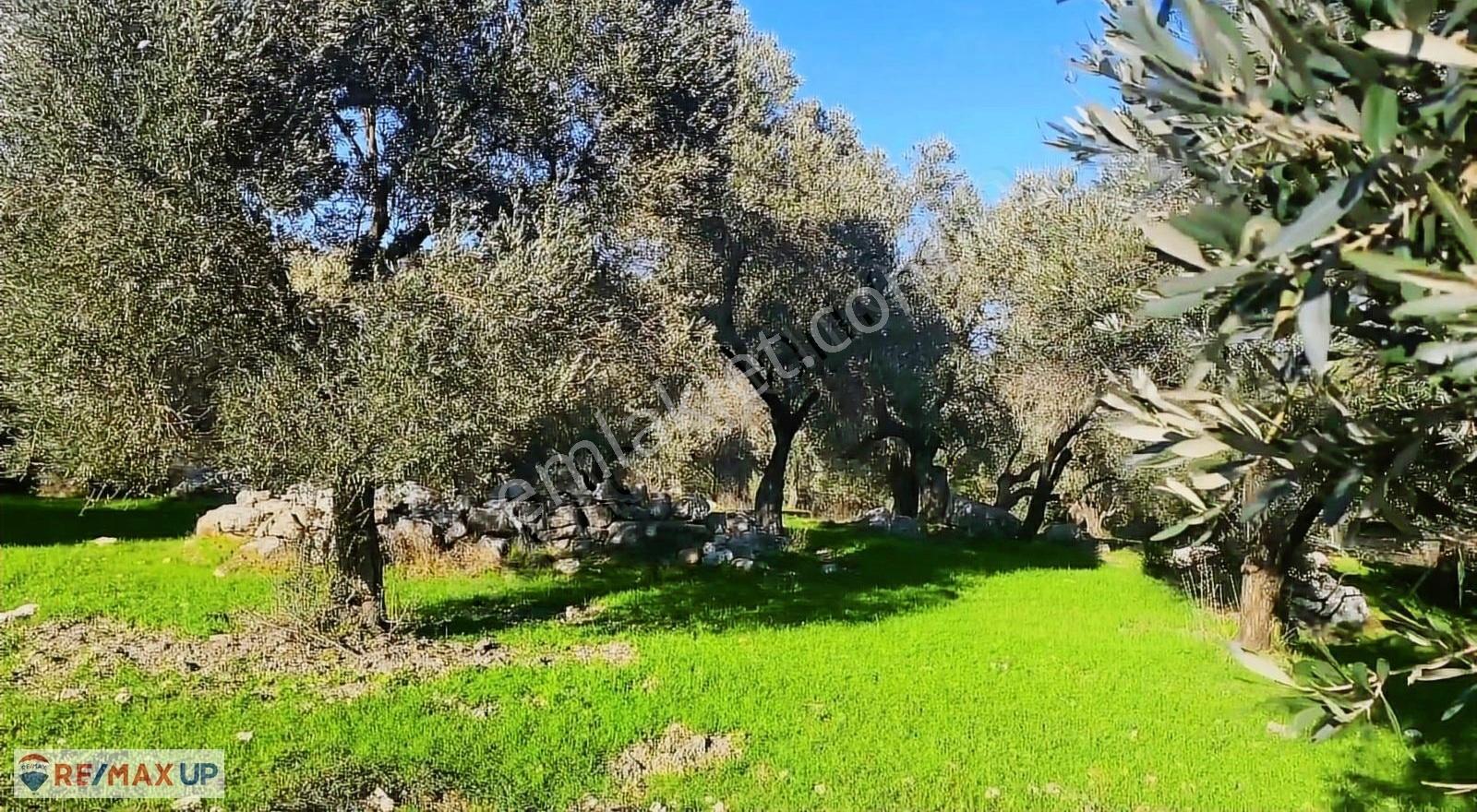 Eğlenhoca'da Doğayla İç İçe Zeytin Ağaçlı Arazi