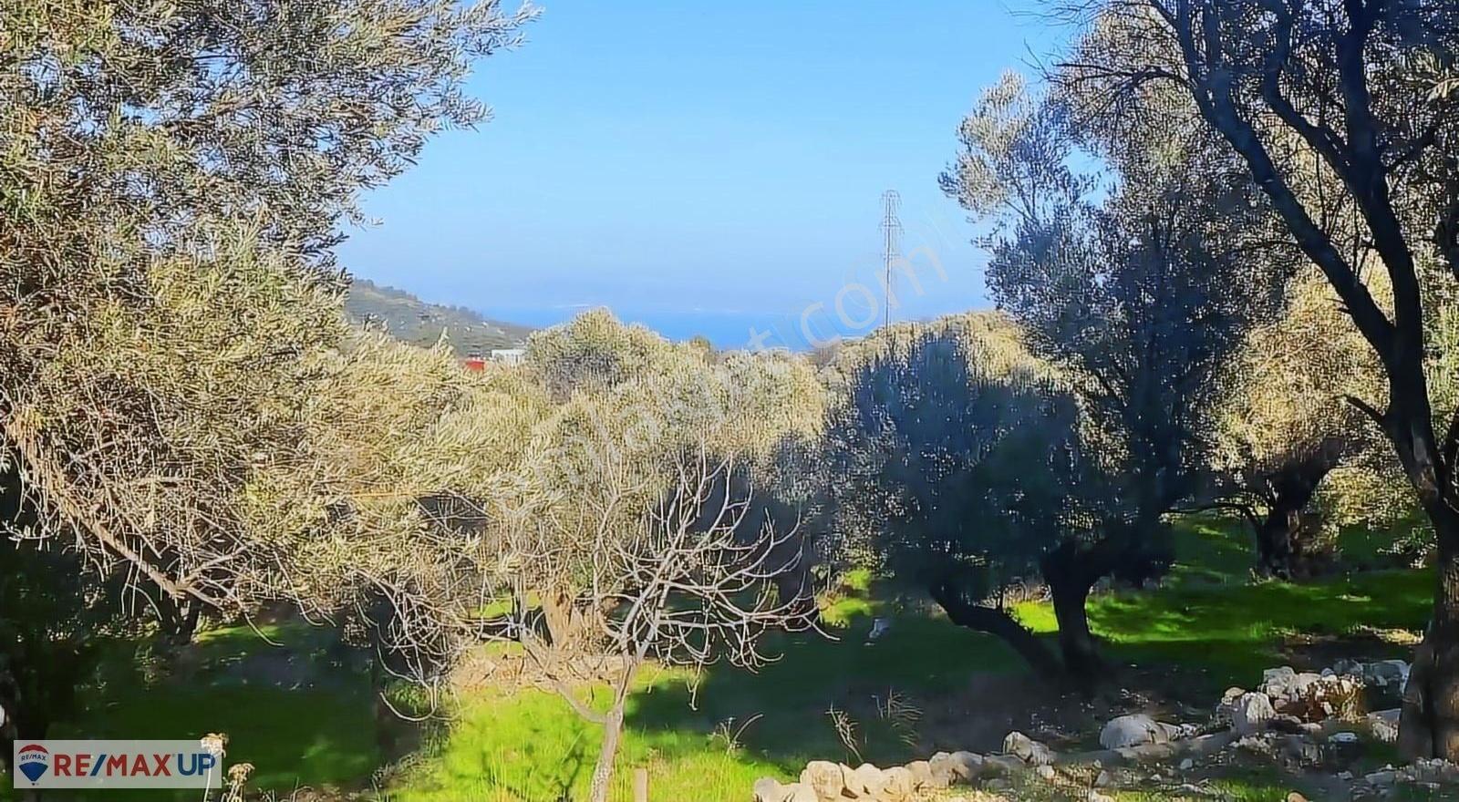 Eğlenhoca'da Doğayla İç İçe Zeytin Ağaçlı Arazi - Görsel 9