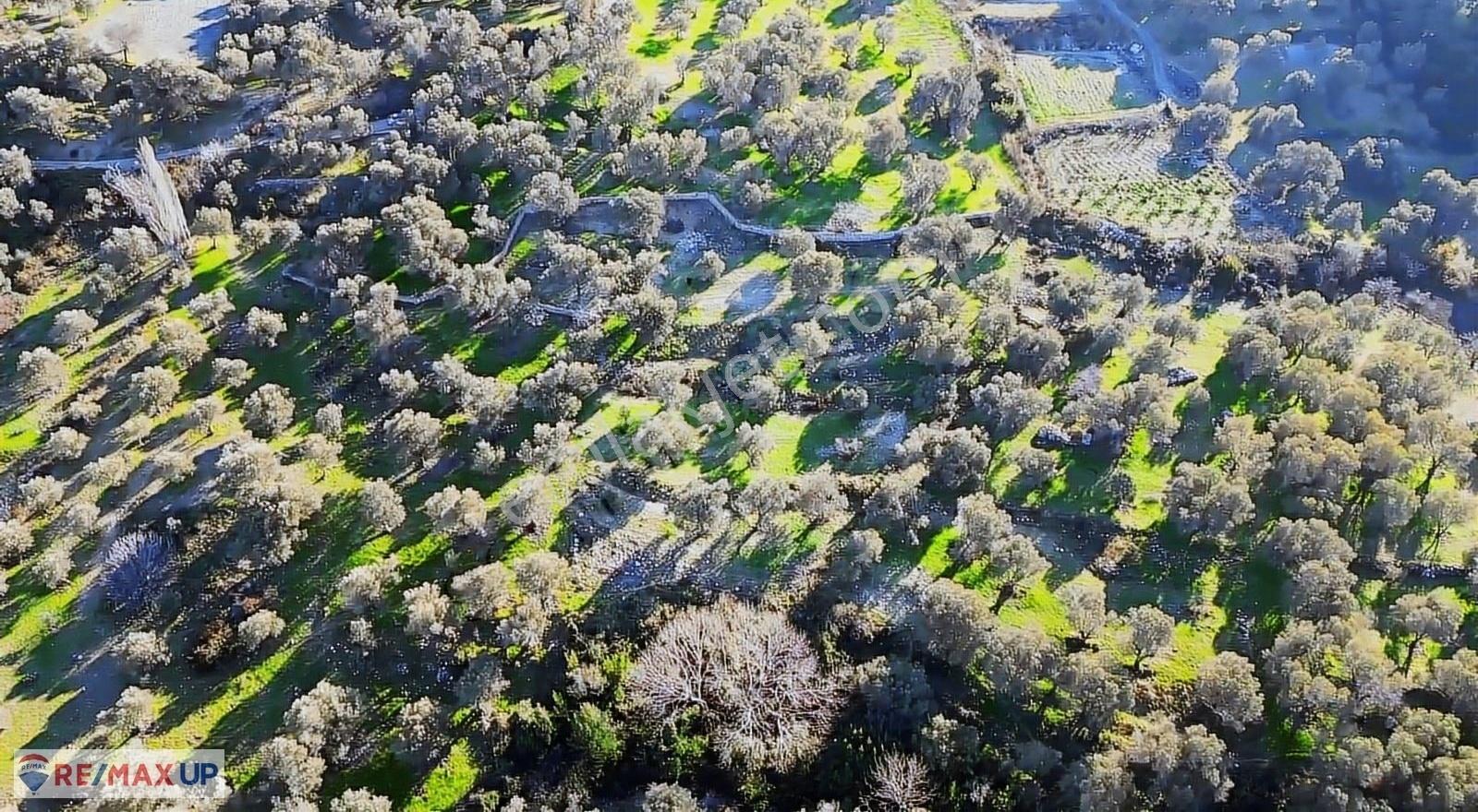 Eğlenhoca'da Doğayla İç İçe Zeytin Ağaçlı Arazi - Görsel 10